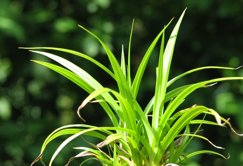 Riesen Segge | Carex pendula