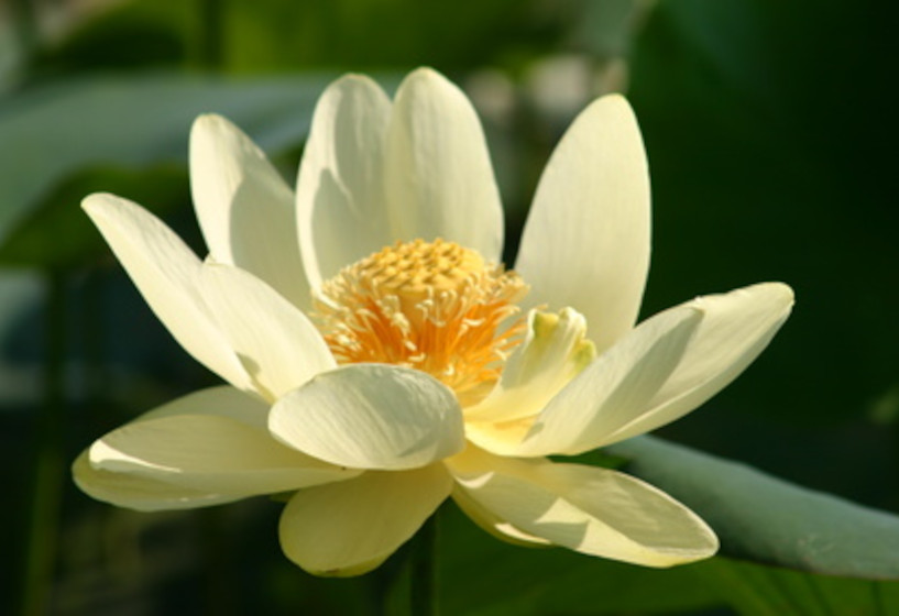 Amerikanische Lotusblume | Nelumbo lutea