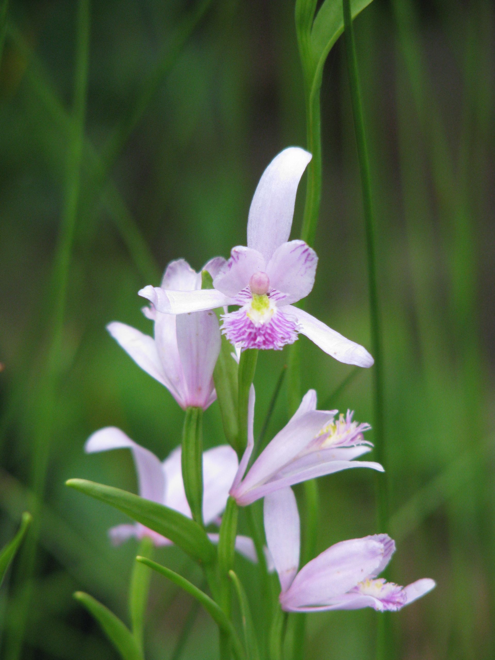 Moororchidee | Pogonia ophioglossoides 