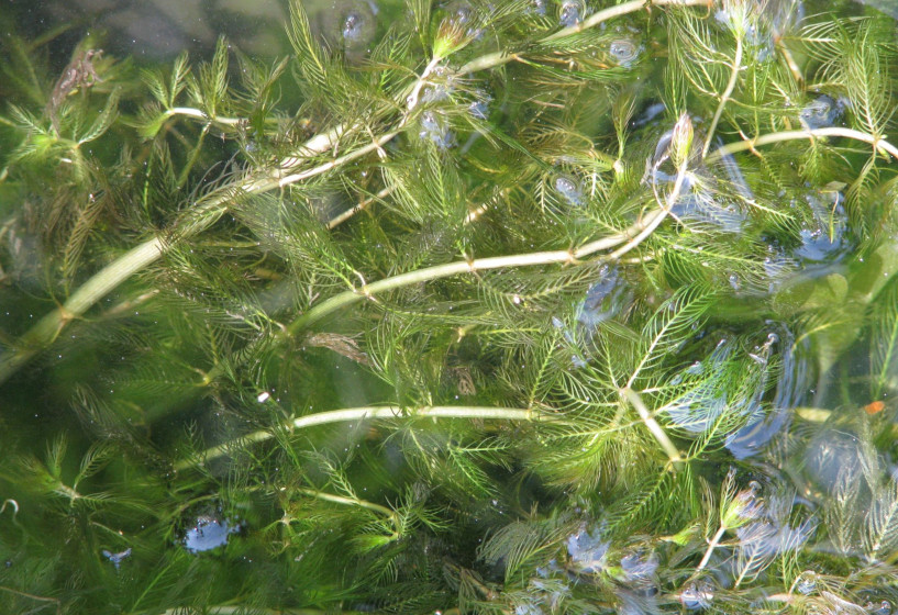 Ähriges Tausendblatt | Myriophyllum spicatum