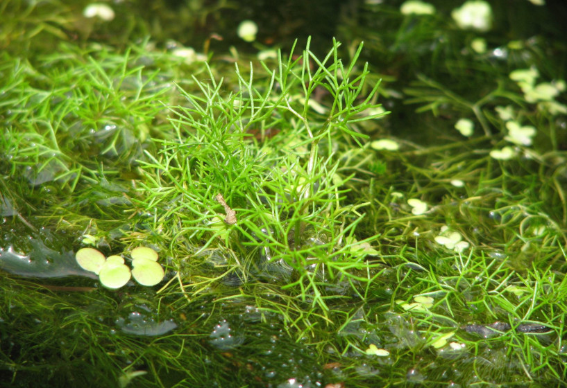Wasserhahnenfuß | Ranunculus aquatilis