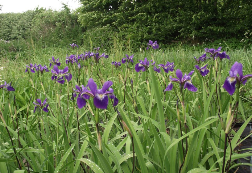 Iris x robusta Dark Aura