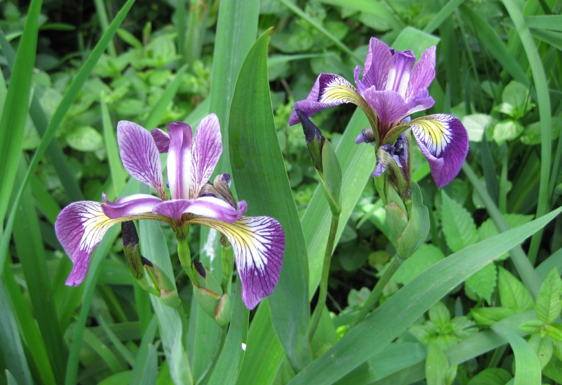 Amerikanische Sumpfschwertlilie | Iris versicolor 