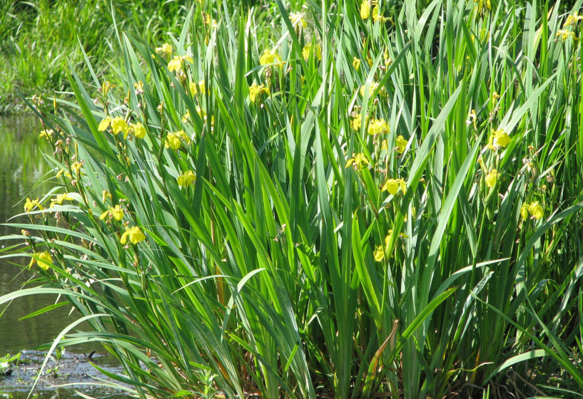 Wasserschwertlilie | Iris pseudacorus 