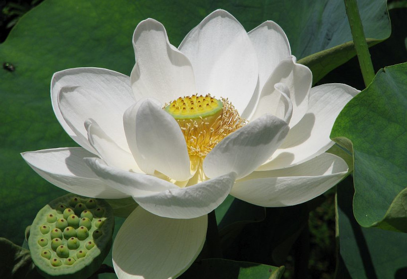 Lotusblume Alba Grandiflora Blüte