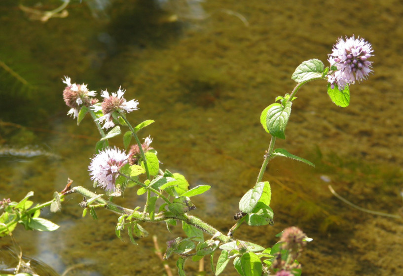 Blüten der Wasserminze Mentha aquatica