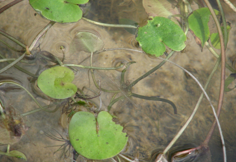 Schwimmpflanze Froschbiss