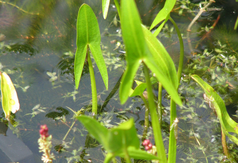 Spitzes Pfeilkraut | Sagittaria sagittifolia