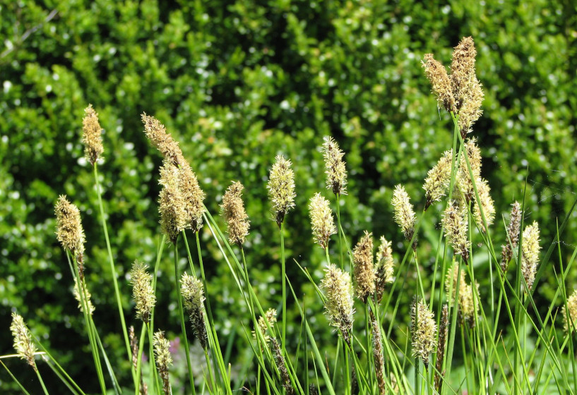 Schwarzschopfsegge Carex appropinquata mit Blütenständen