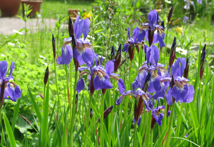 Wiesen-Schwertlilie | Iris sibirica