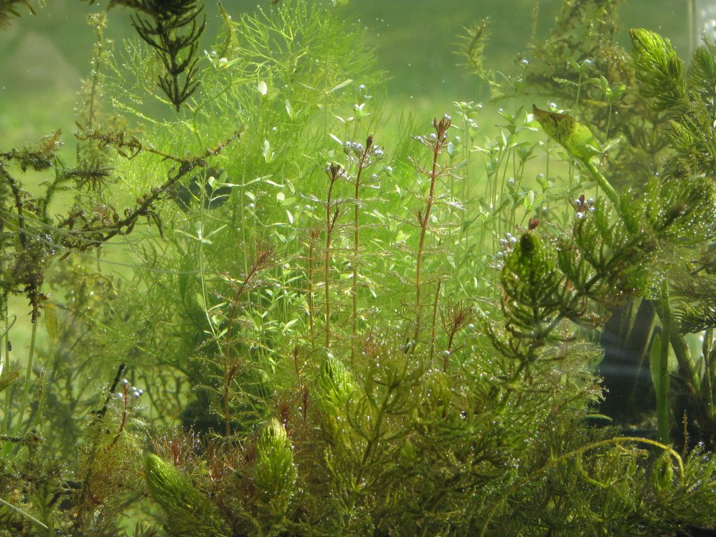 Unterwasserpflanzen im Miniteich
