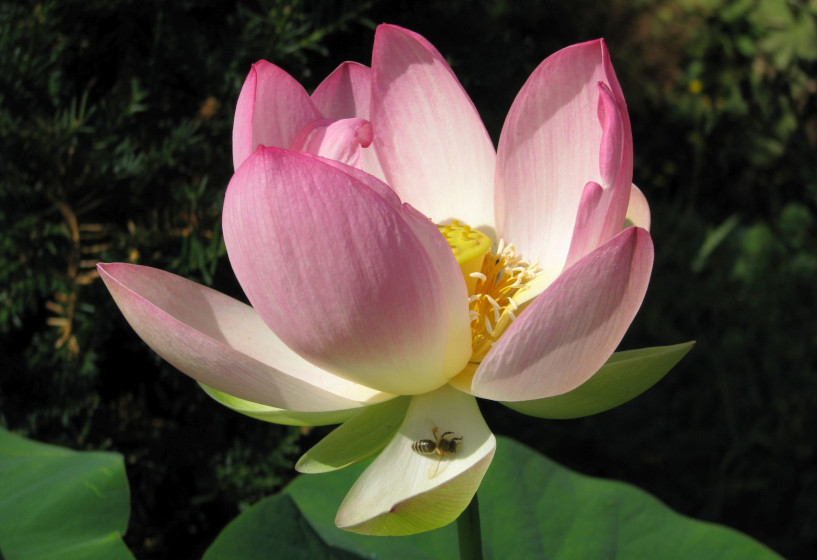 Asiatische Lotusblume | Nelumbo nucifera