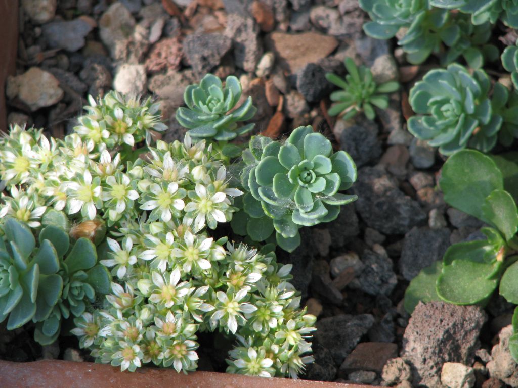 Dachbegrünung winterharte Sedum Pflanzen kaufen Dr. Teichmann