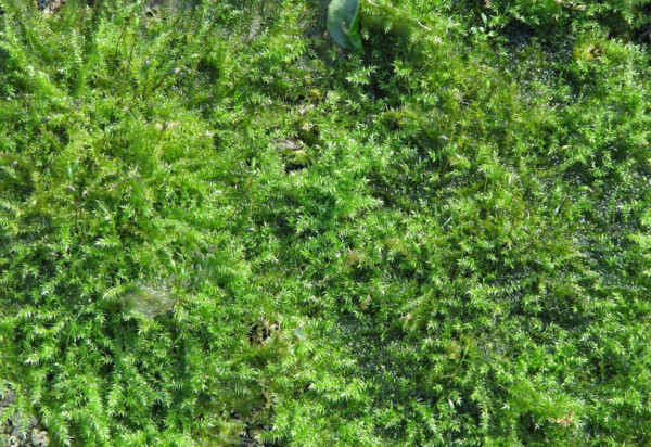 Unterwasserpflanzen für Teiche Dr. Teichmann Teichfilter