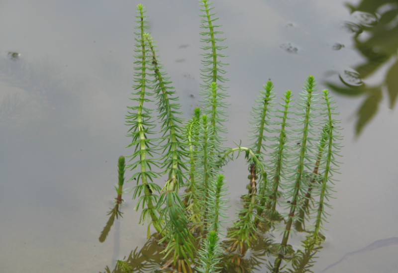 Tannenwedel für den Teich kaufen
