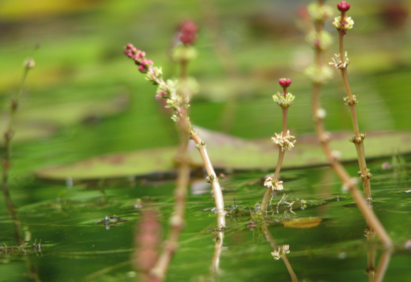 Das Ährige Tausendblatt Myriophyllum spicatum
